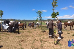 2019-05-04-Romeria-Fuendetodos-114